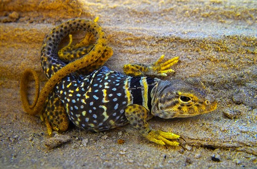 Desert-collared-lizard