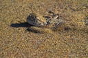 Desert-Lizard