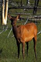 Mule-Deer