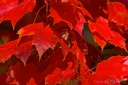 Red-Maples-Leaf