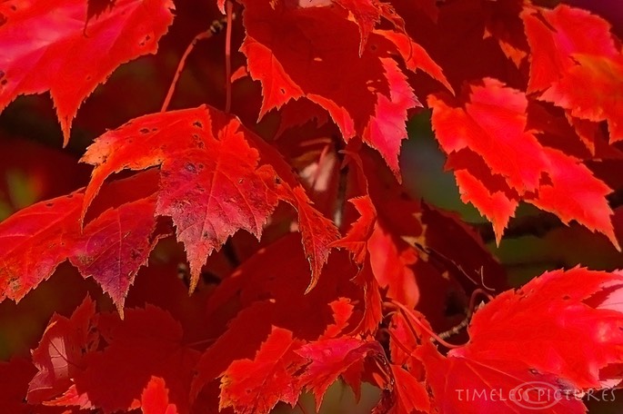 Red-Maples-Leaf